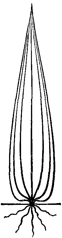 Fig. 20. Arethusan leaf.