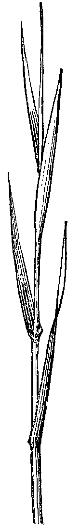 Fig. 22. A typical grass.