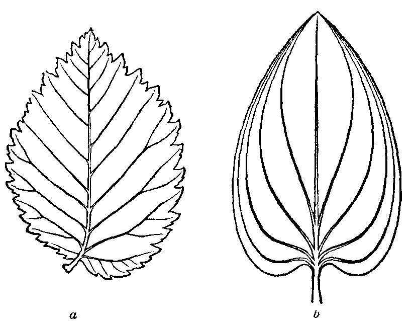 Fig. 3. Leaves of elm and alisma.