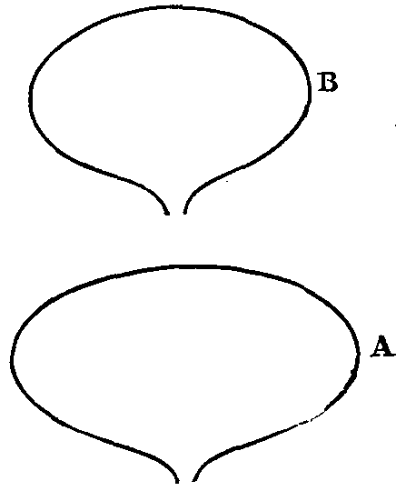 Fig. 4. Petals of poppy.
