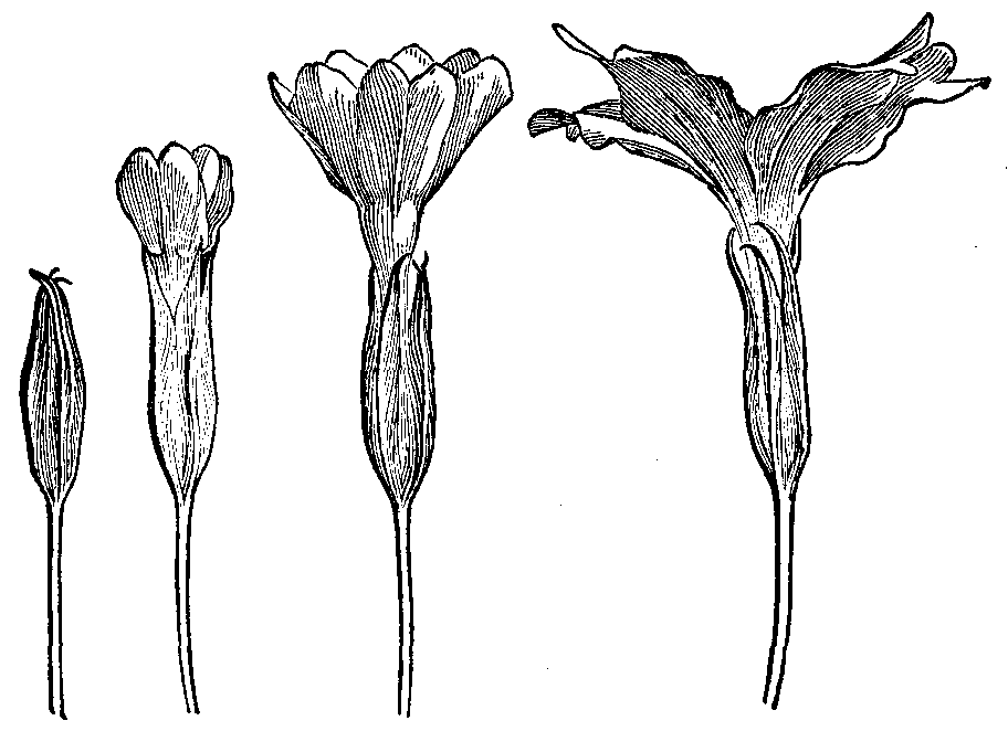 Fig. 7. Development of primrose flower.
