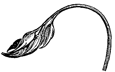 Fig. 8. Pease blossom.