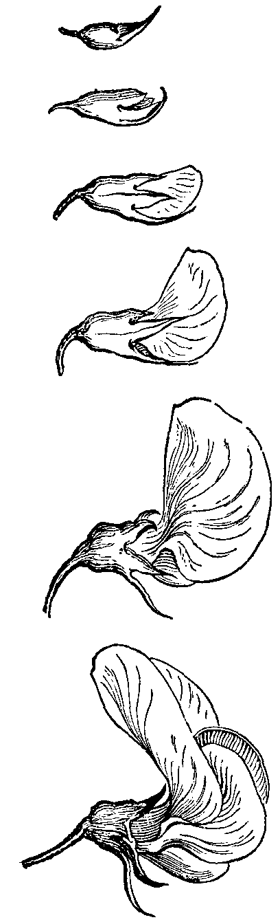 Fig. 9. Development of pease blossom.