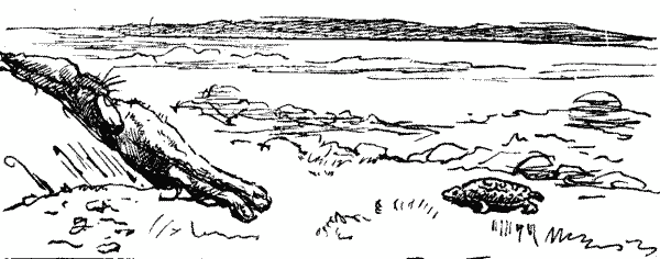 The Timid Hare