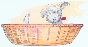 Fido in bed Fido in bed