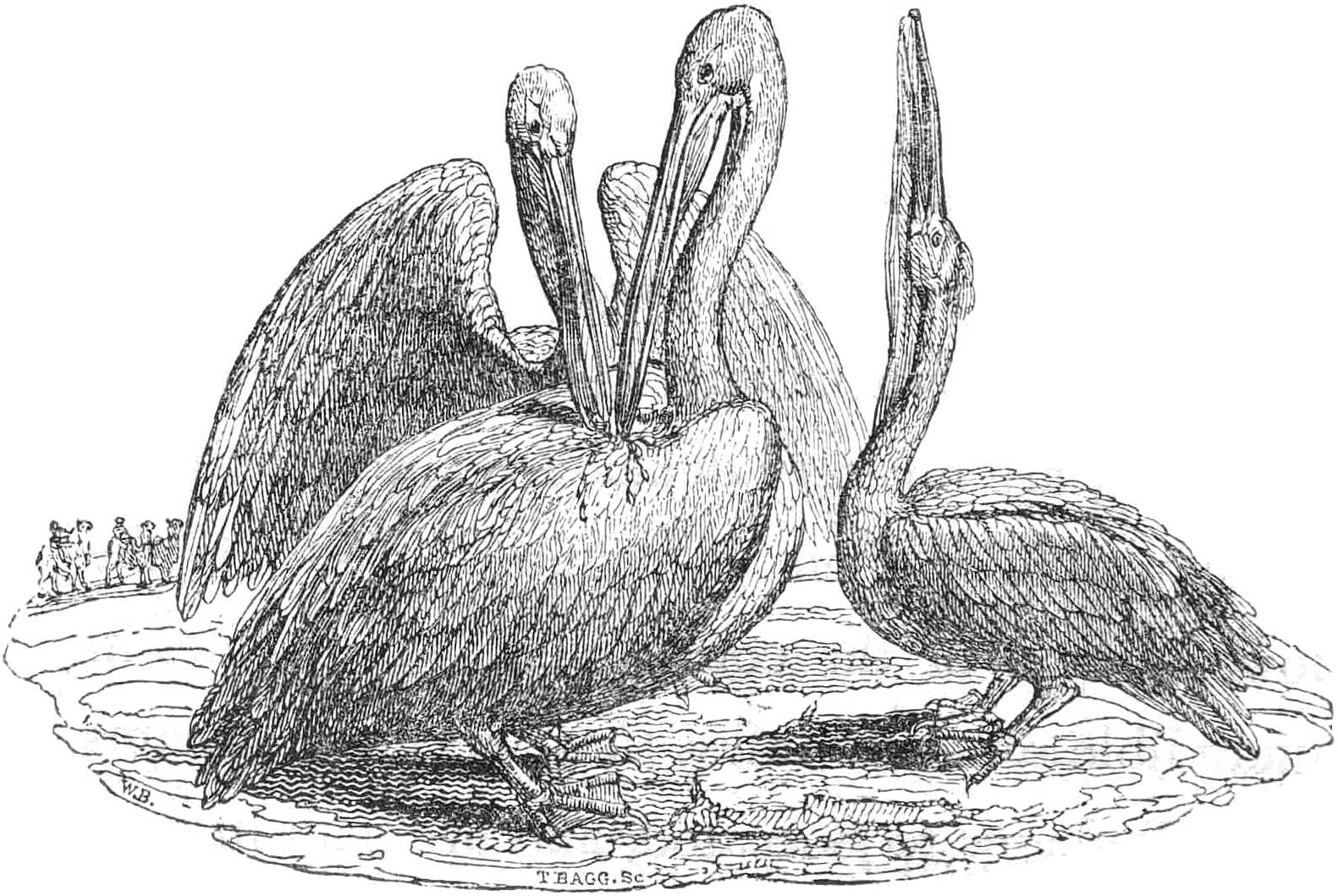 Pelicans feeding their young Pelicans feeding their young