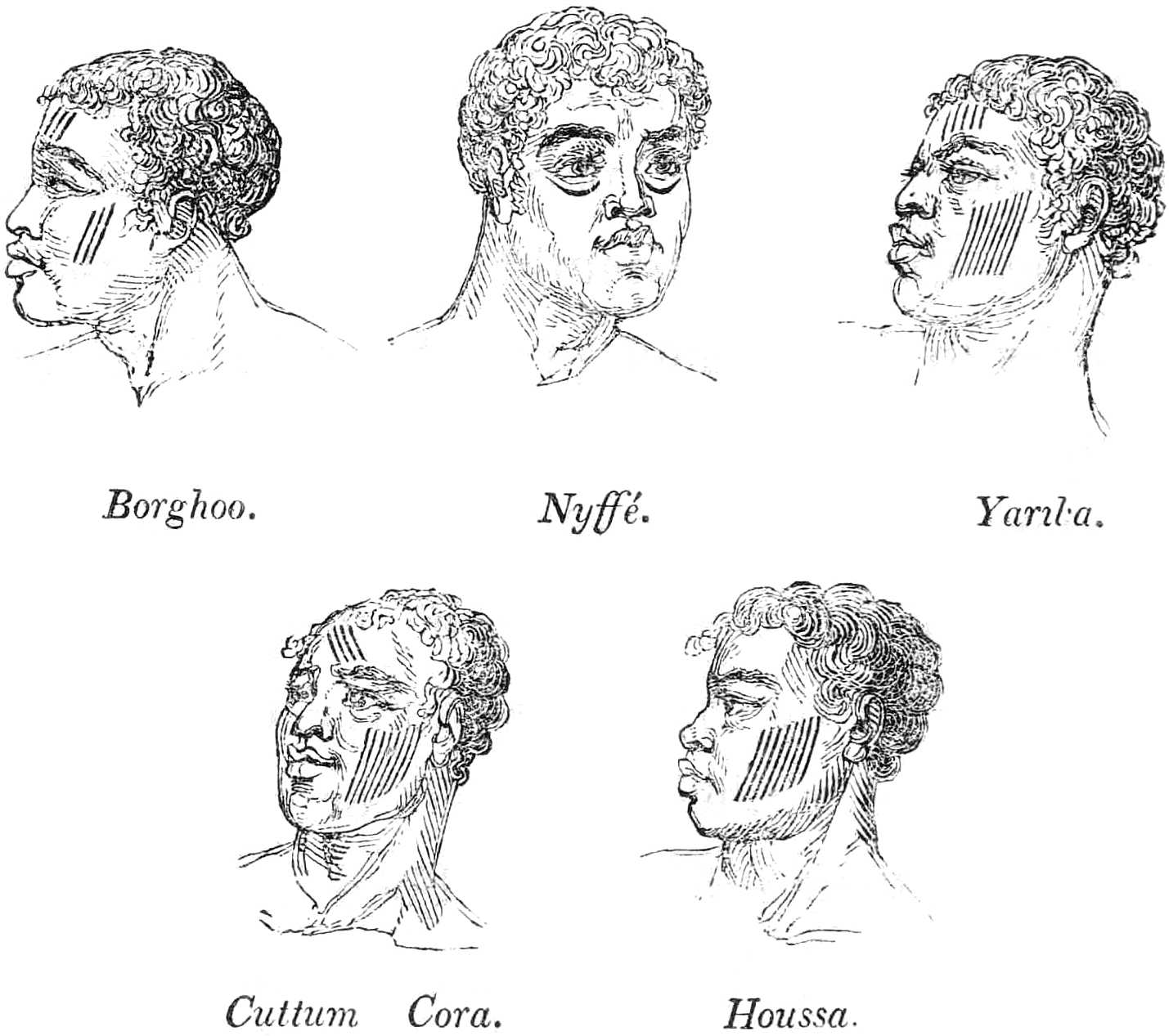 Heads of Natives with Tattoo marks Heads of Natives with Tattoo marks