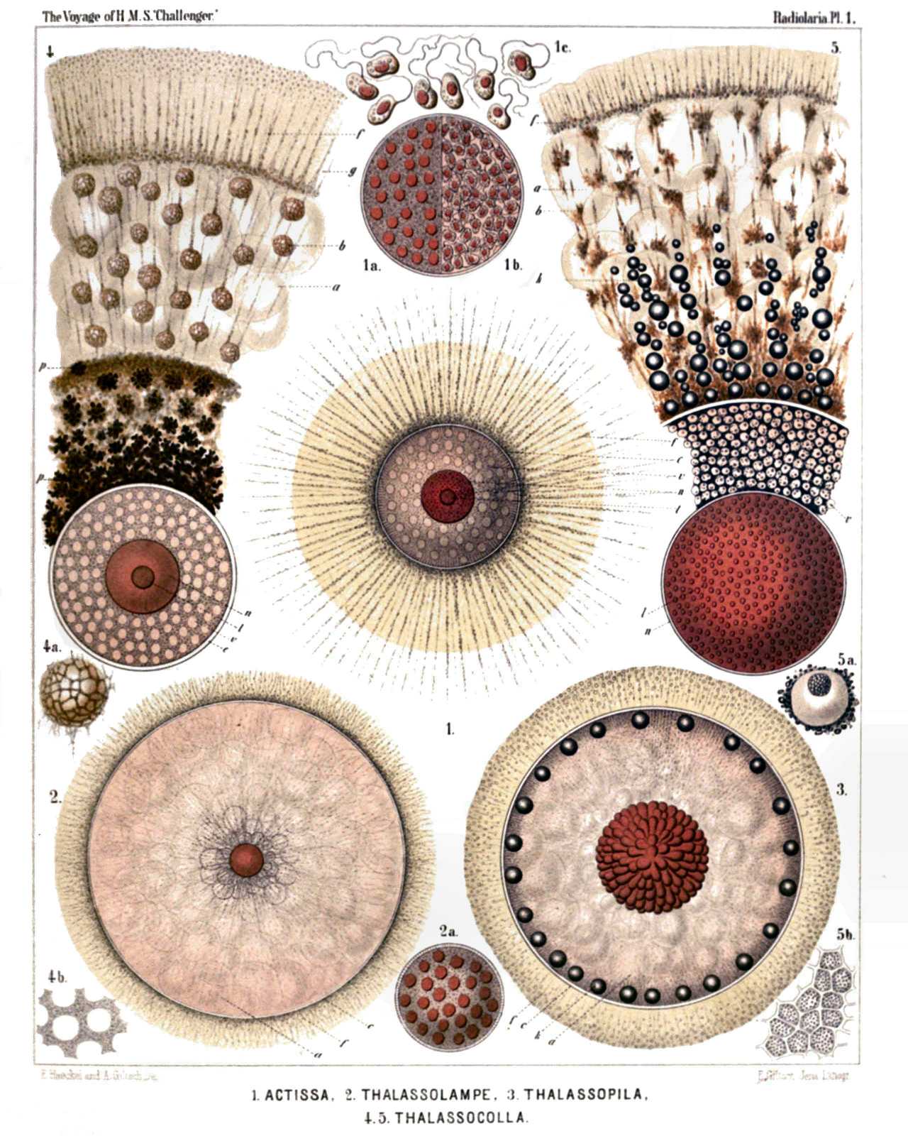 Plate 1.