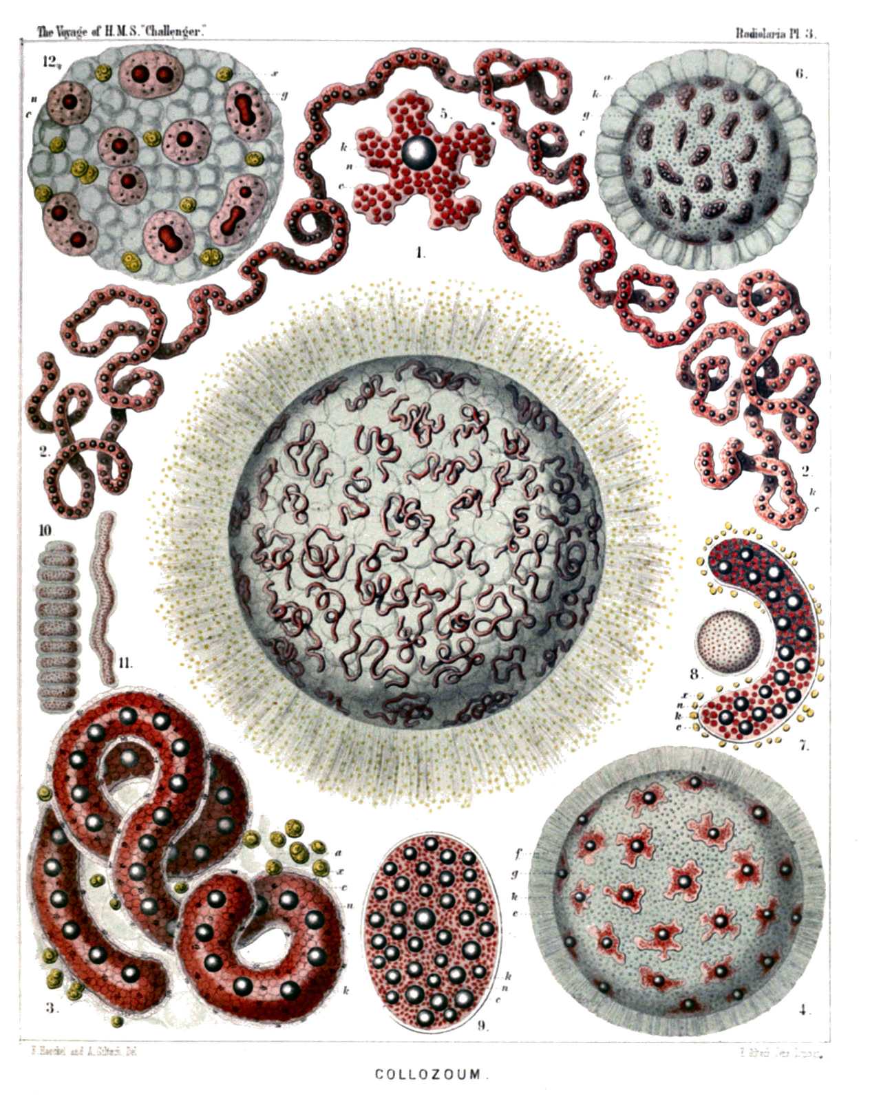 Plate 3.