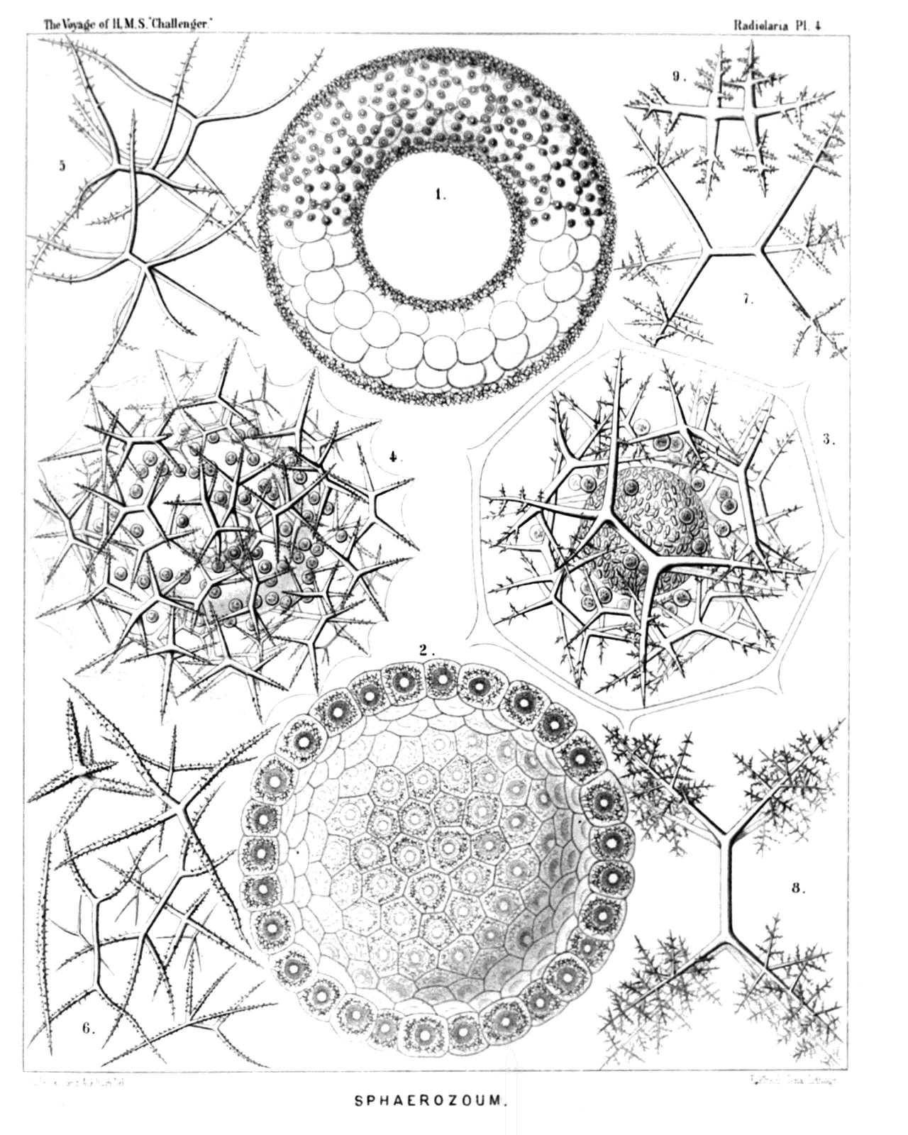 Plate 4.