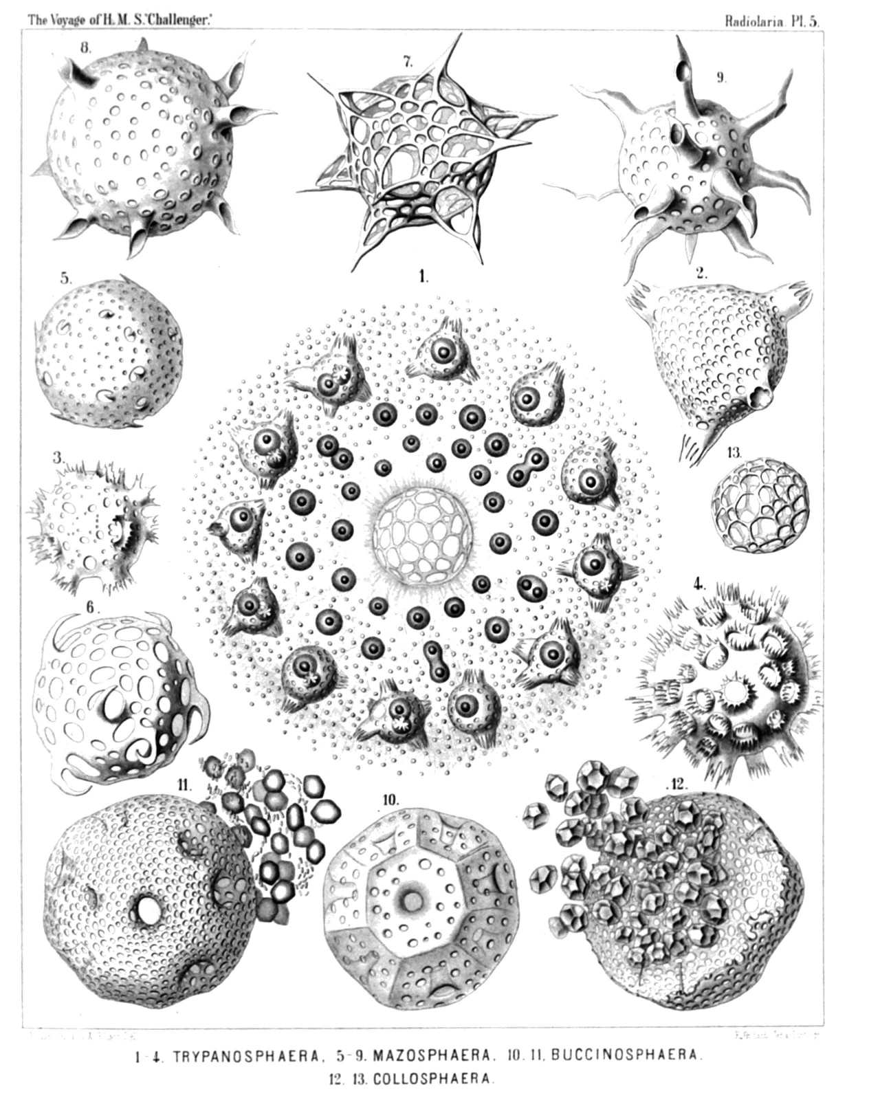 Plate 5.