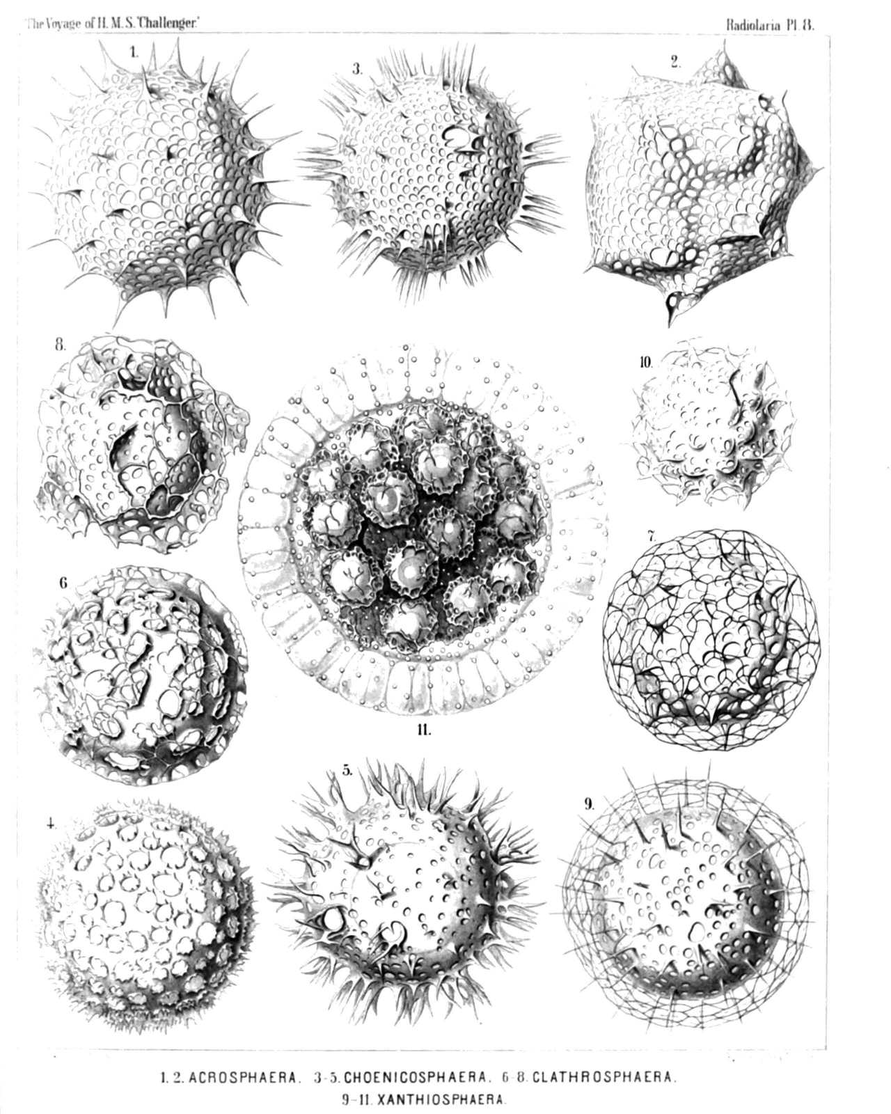 Plate 8.