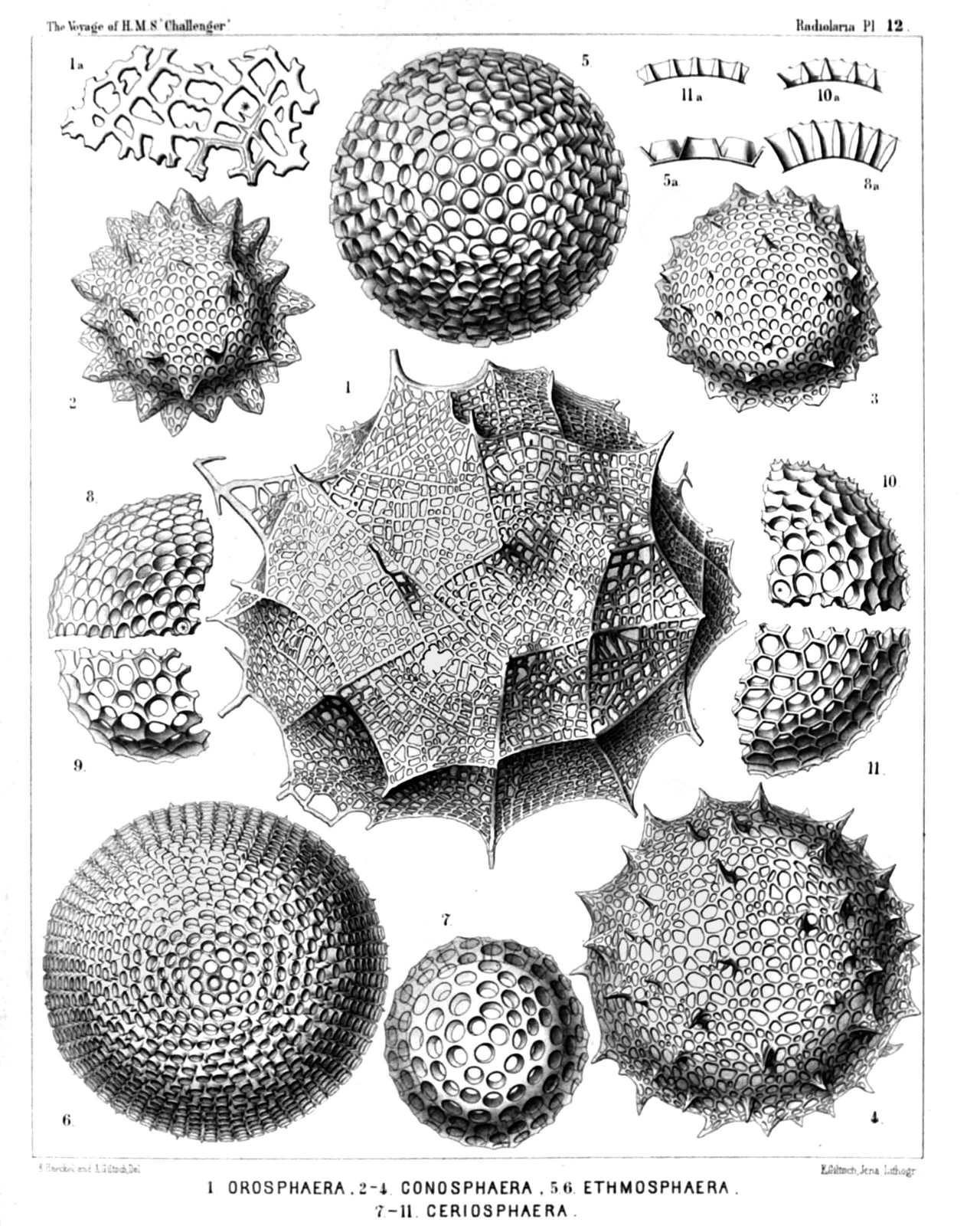 Plate 12.