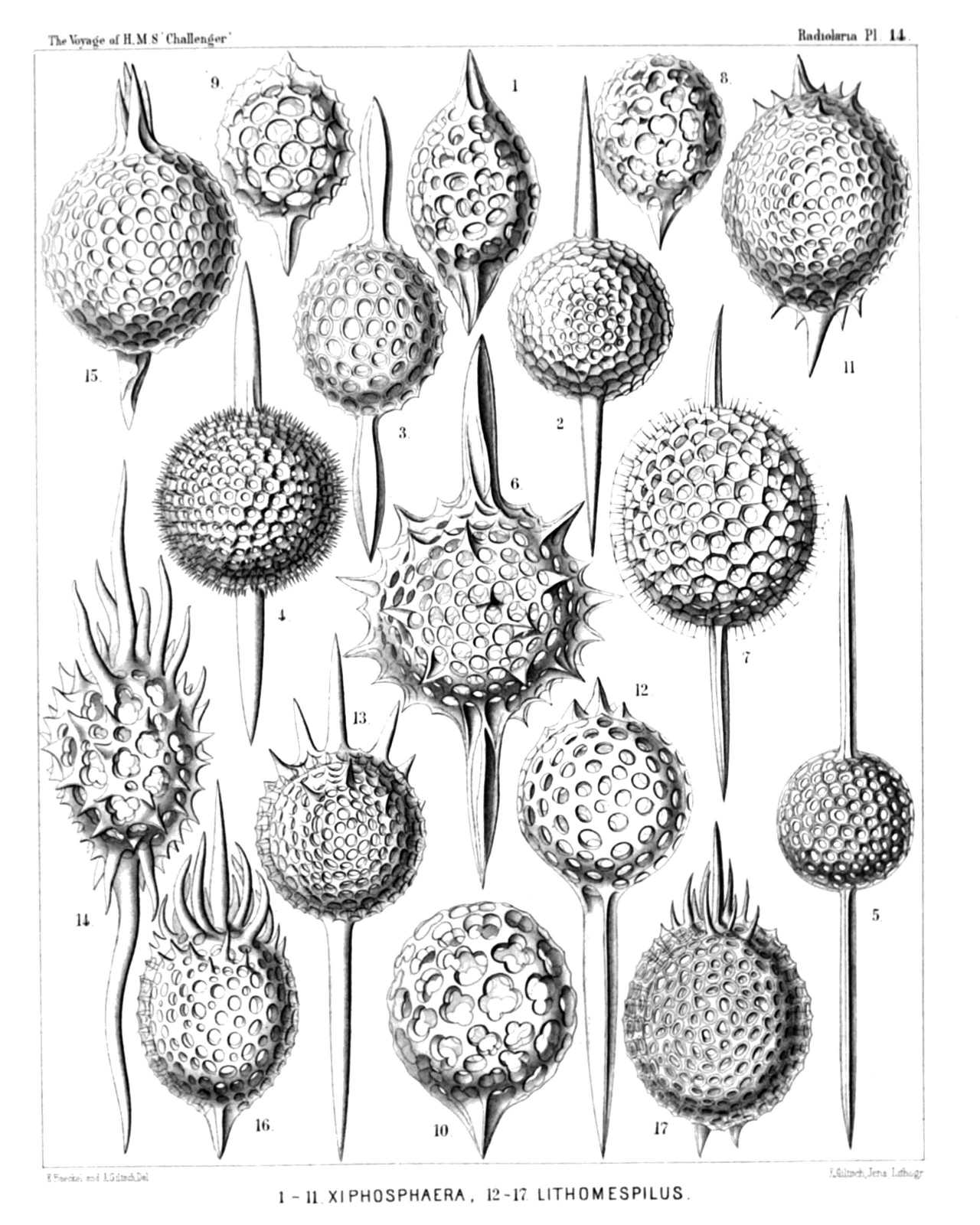 Plate 14.