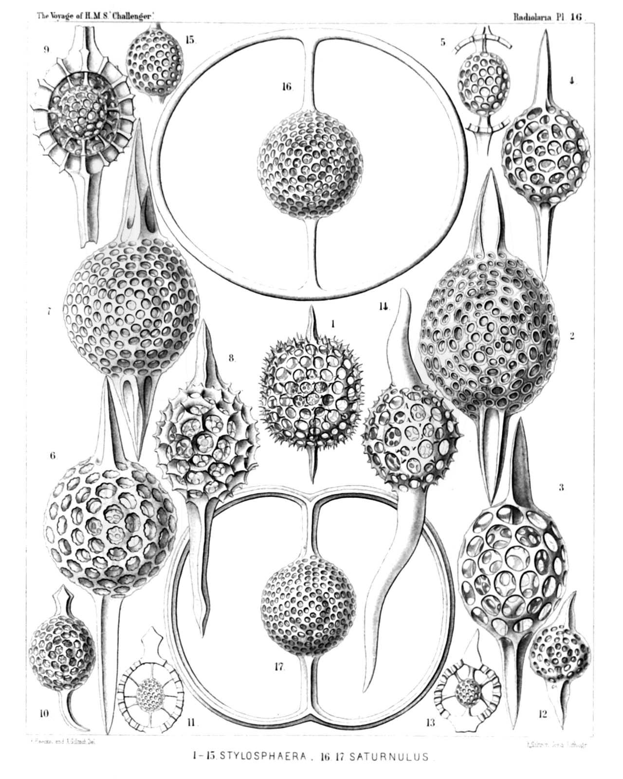Plate 16.