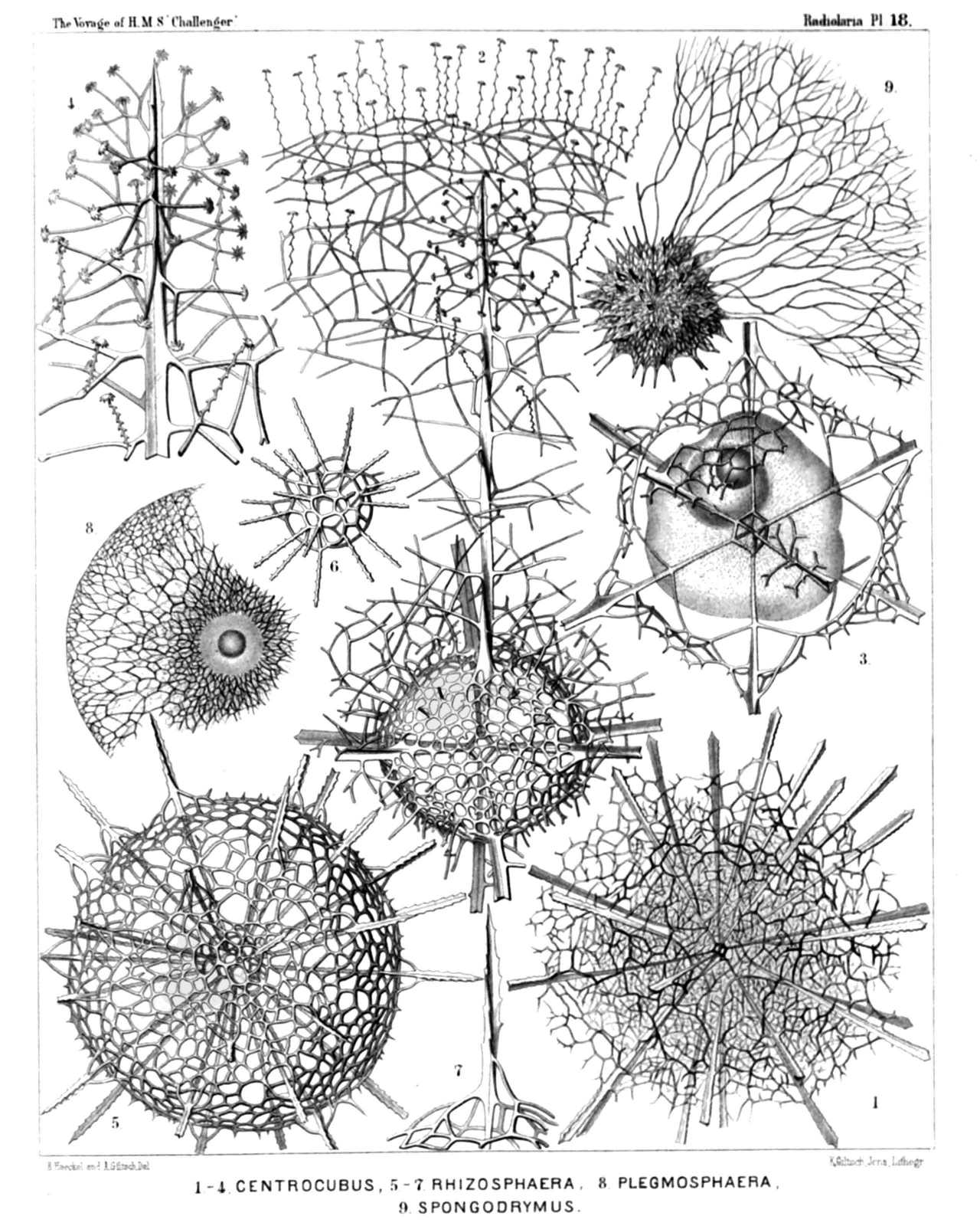 Plate 18.