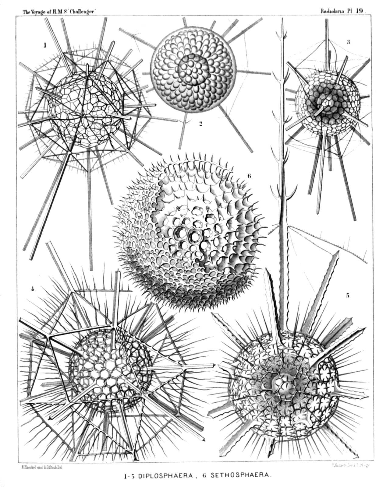 Plate 19.