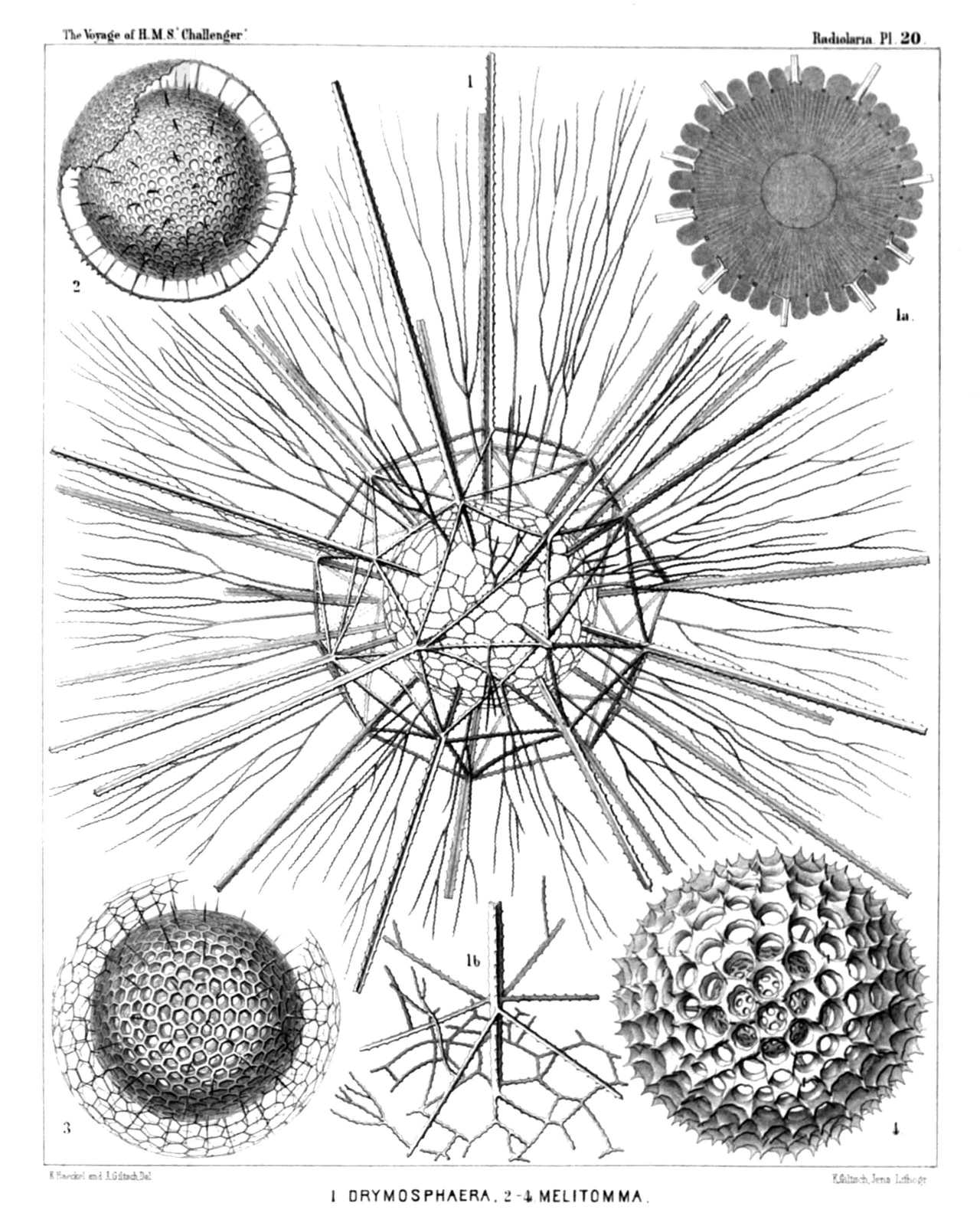 Plate 20.