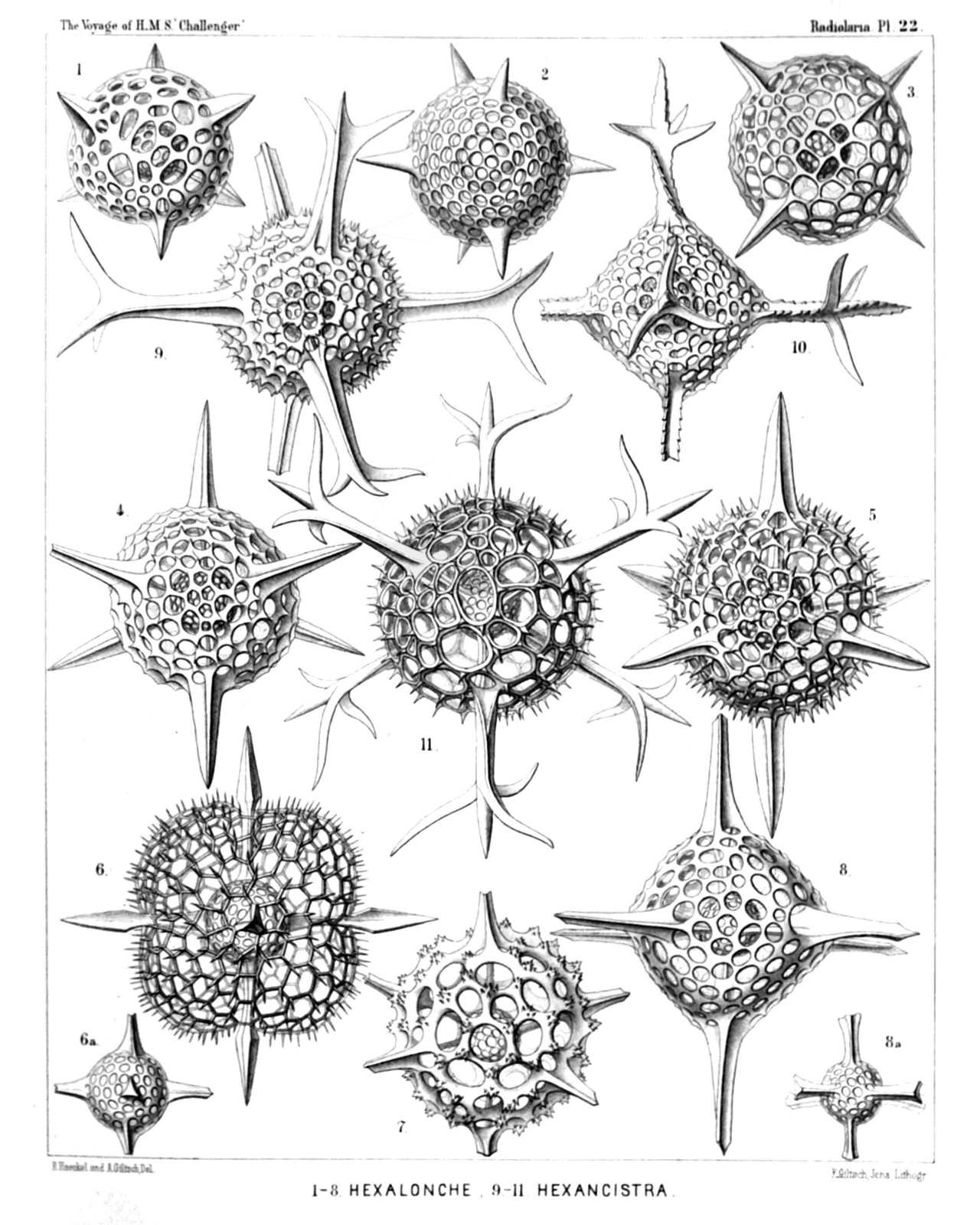 Plate 22.