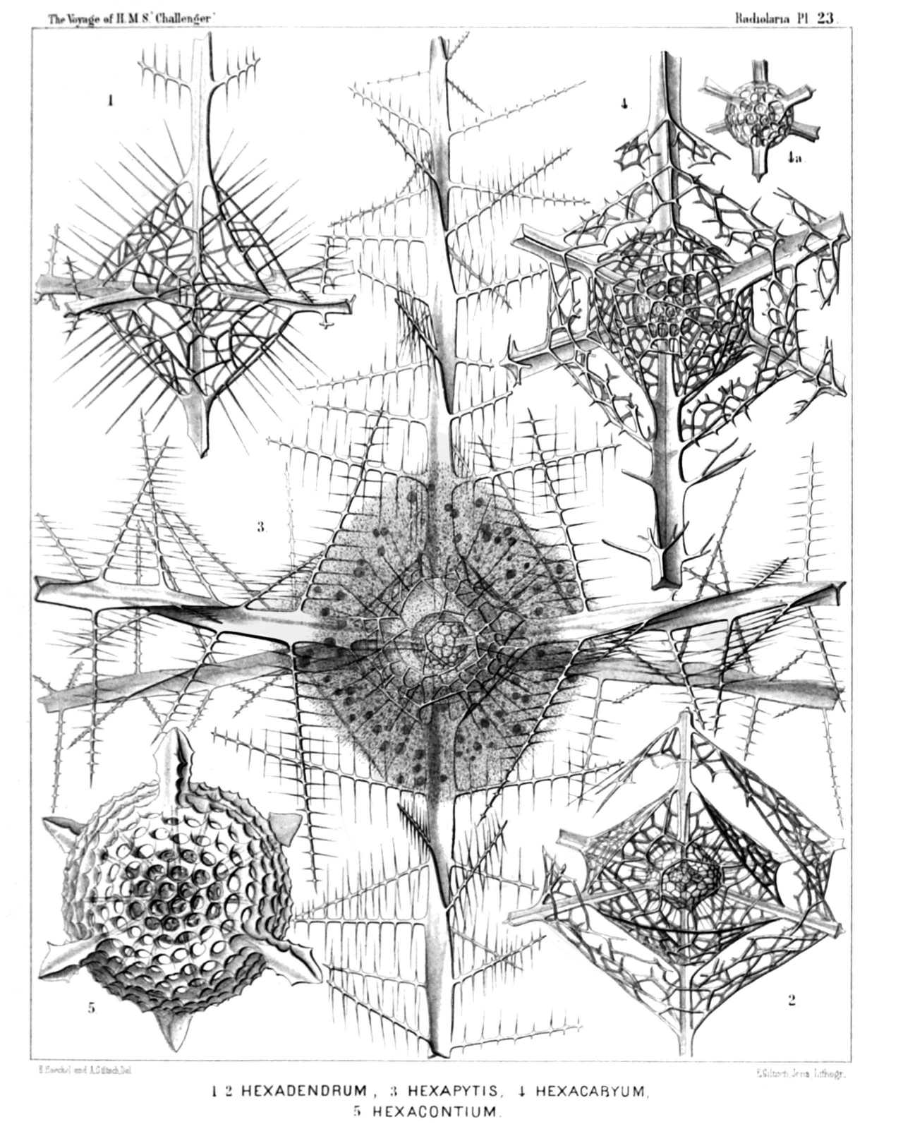 Plate 23.
