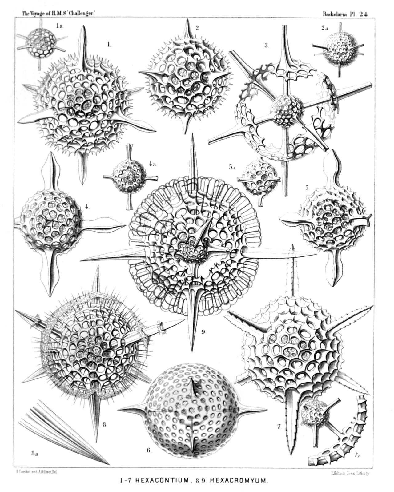 Plate 24.