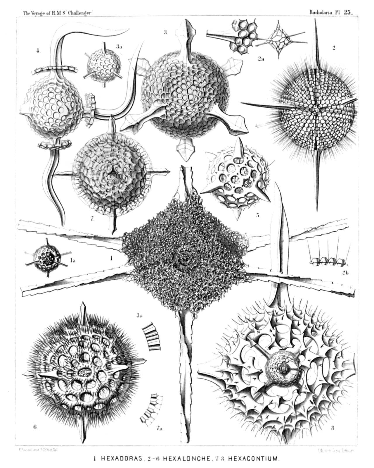 Plate 25.