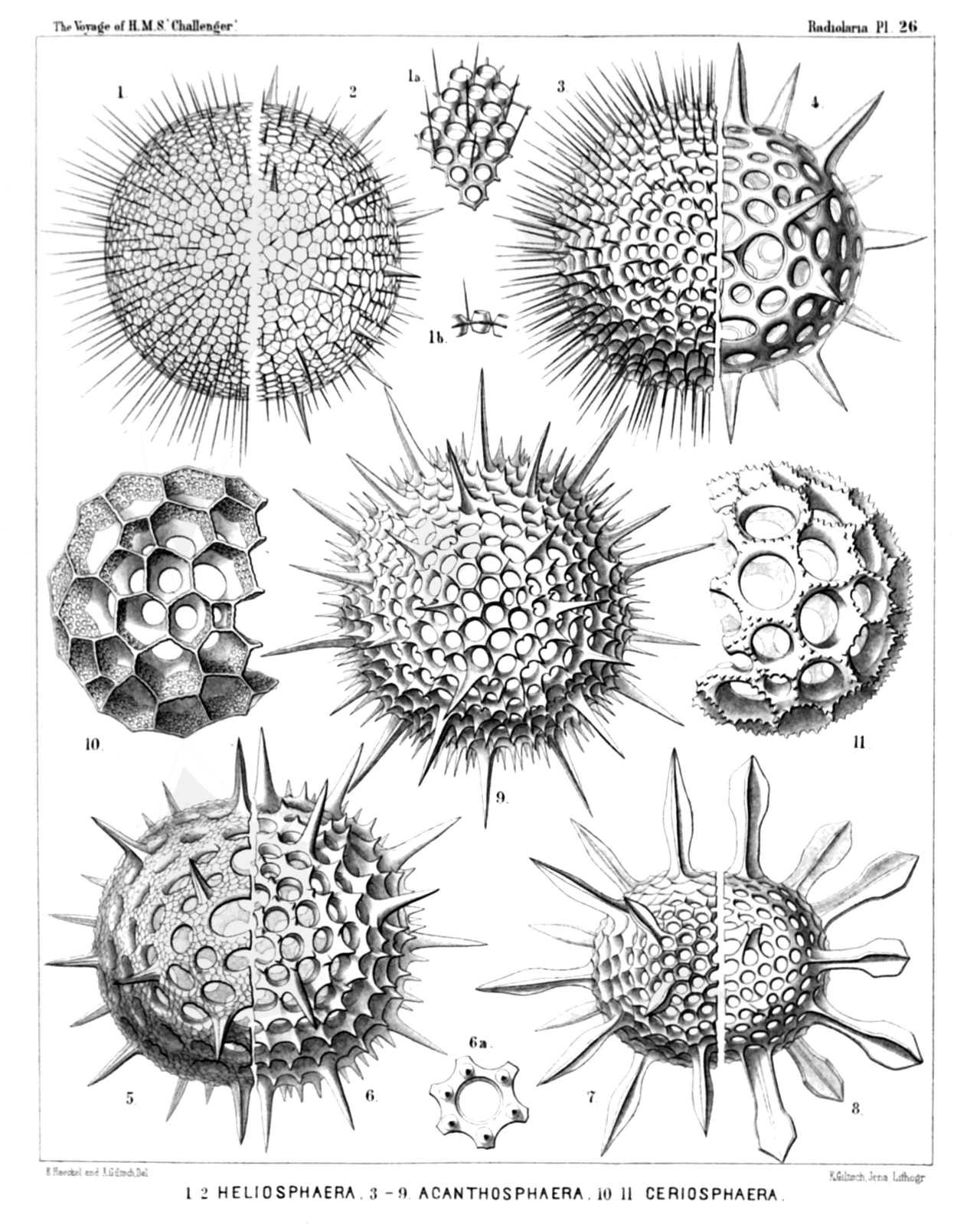 Plate 26.
