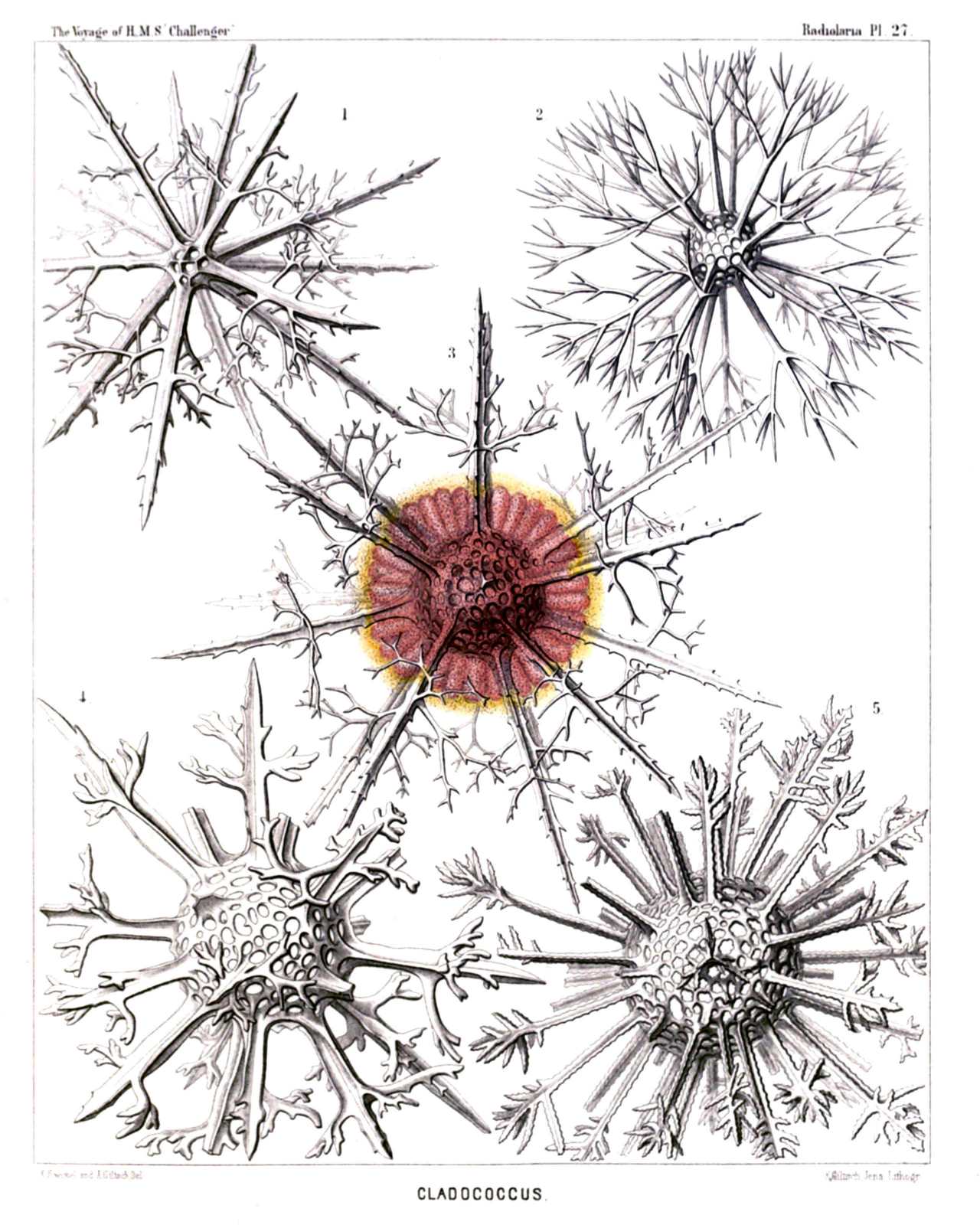 Plate 27.