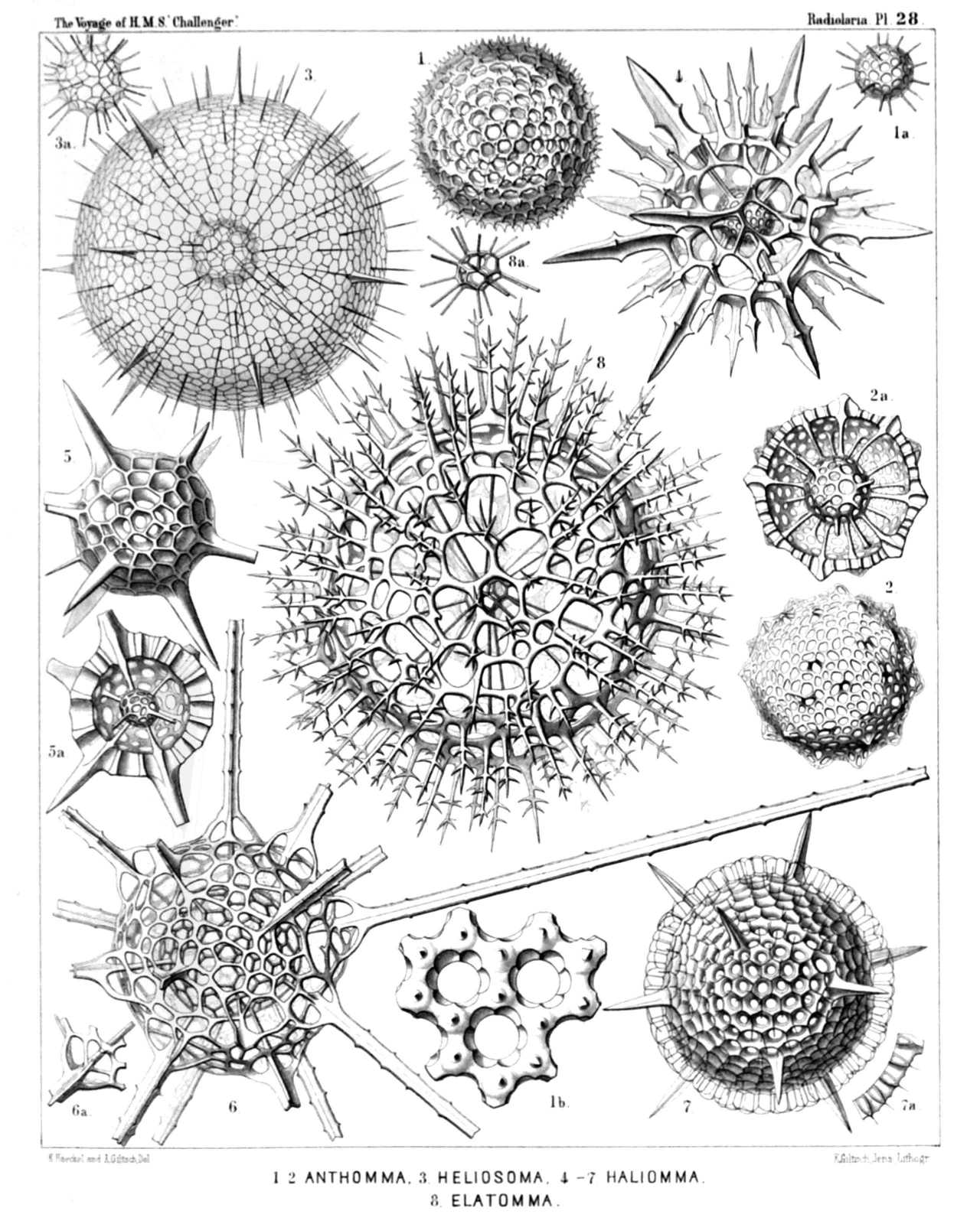 Plate 28.