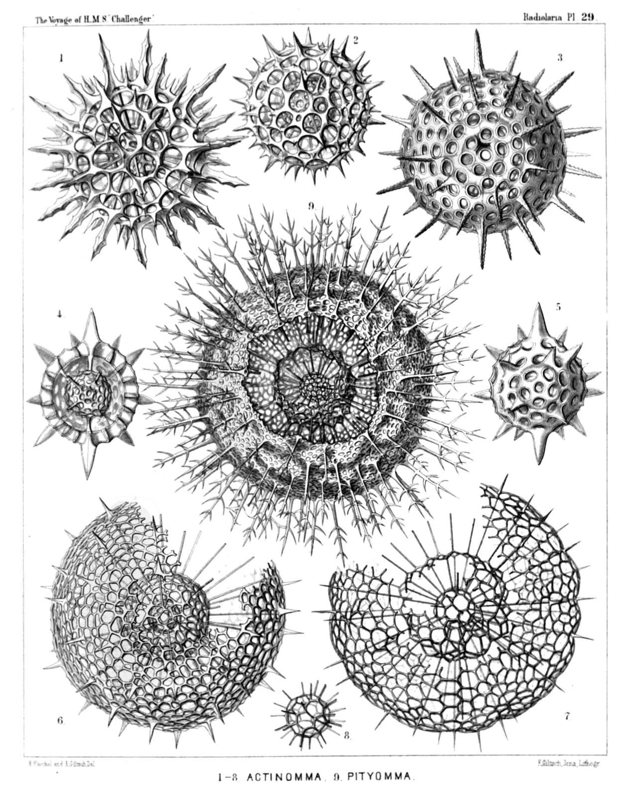 Plate 29.
