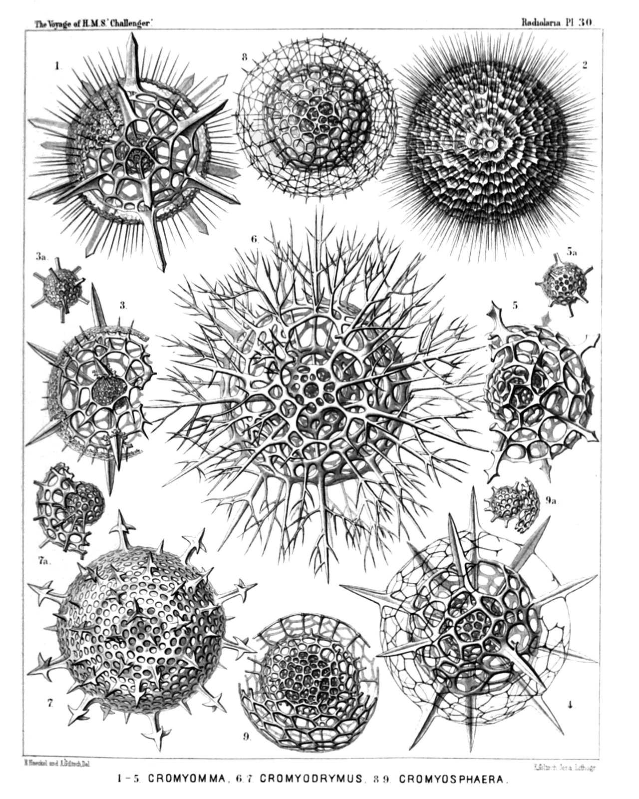 Plate 30.