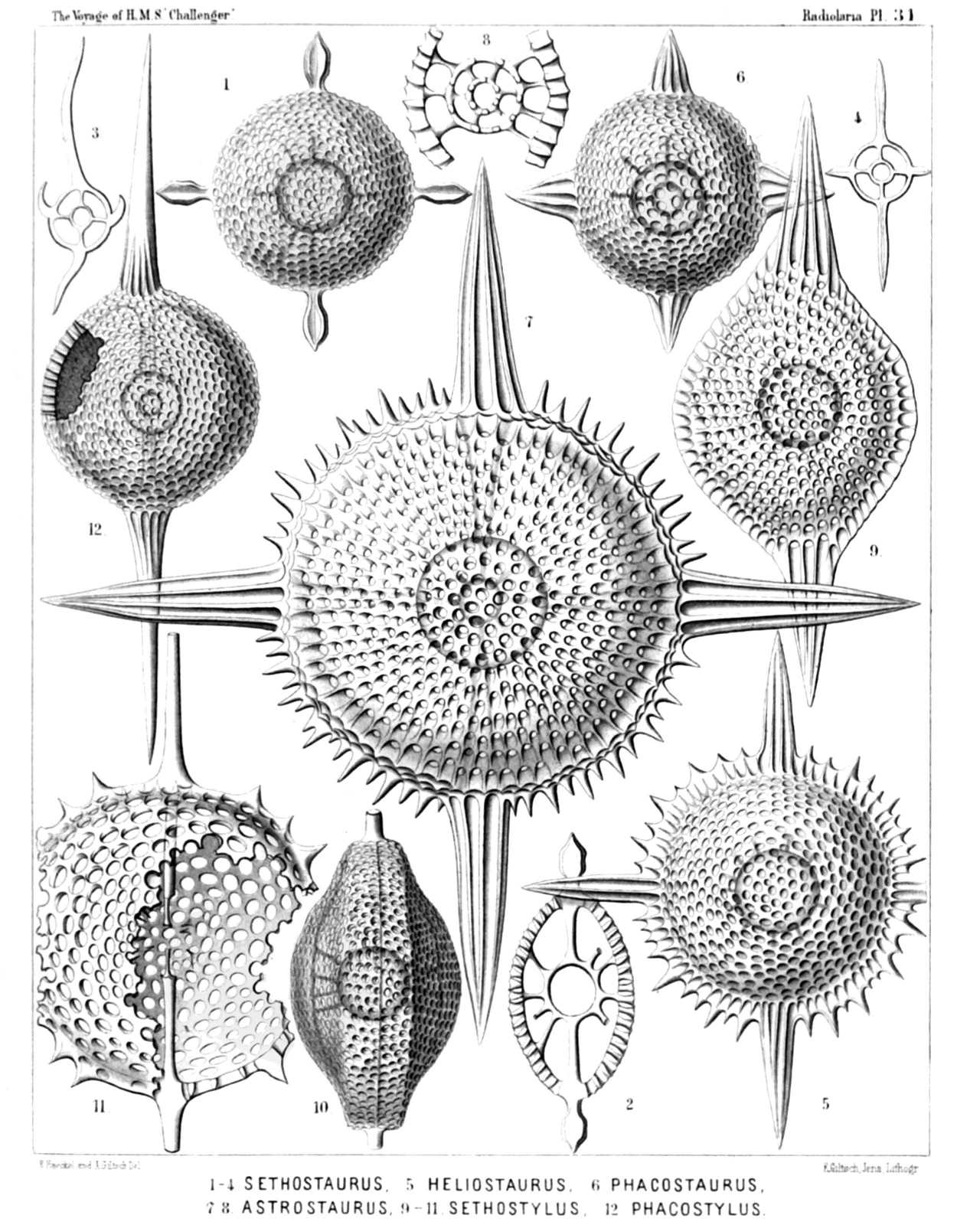 Plate 31.