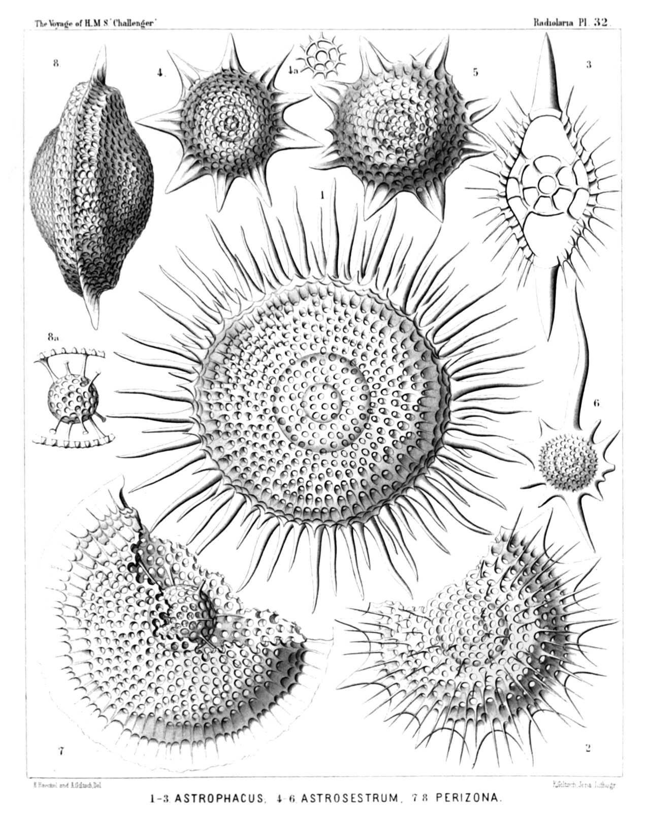 Plate 32.