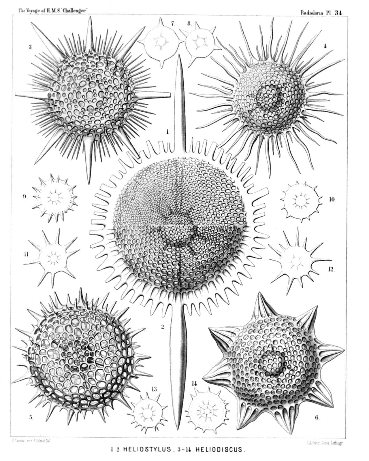 Plate 34.