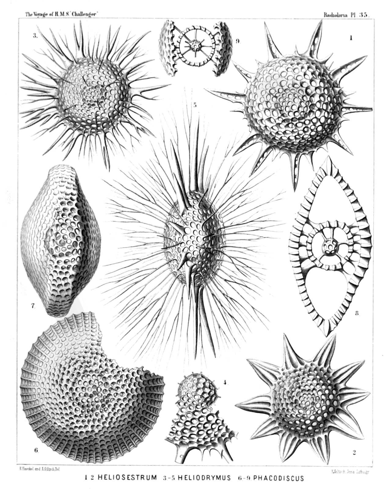 Plate 35.