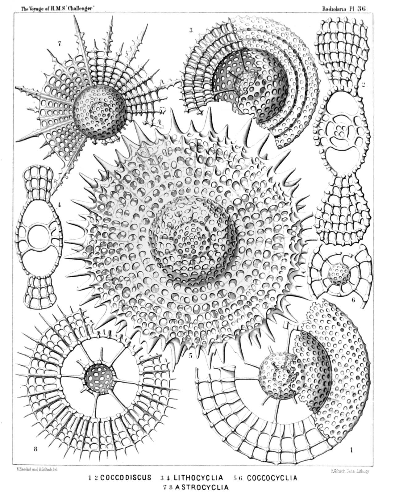 Plate 36.