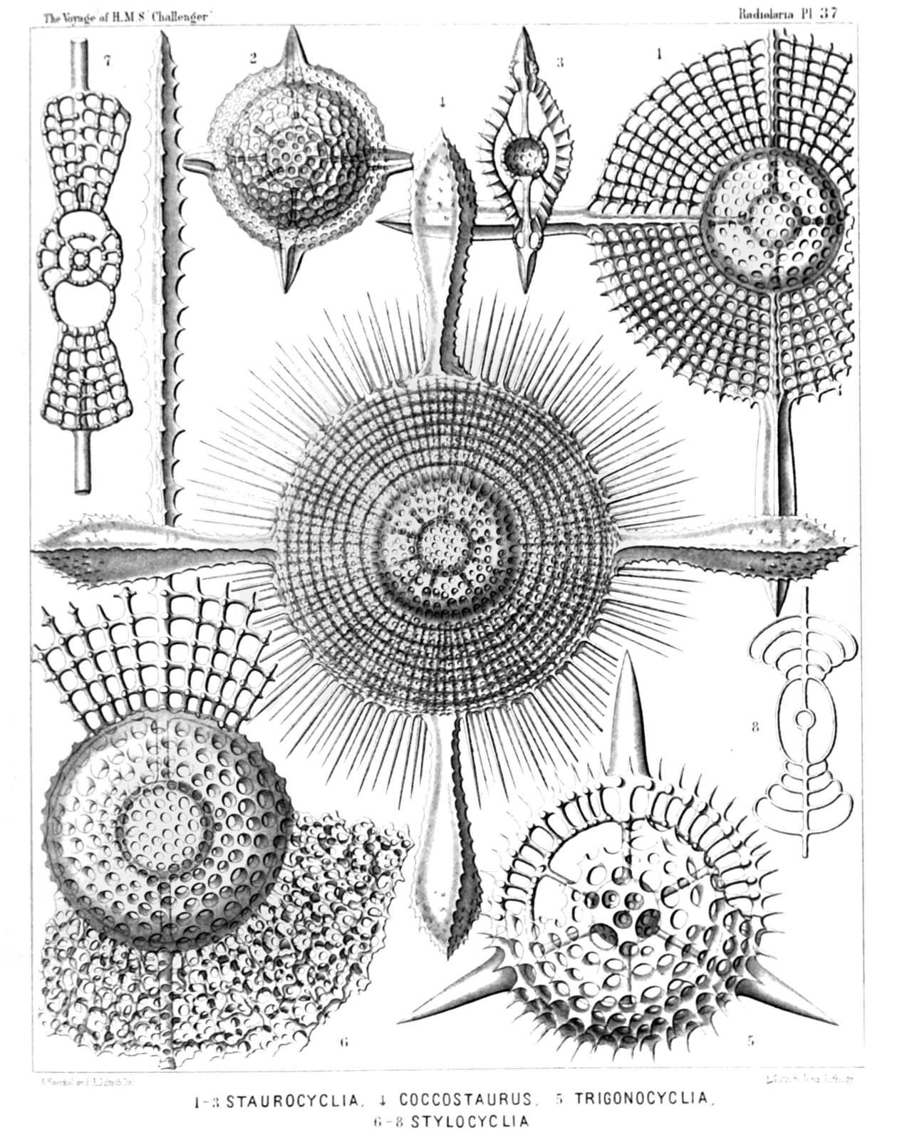 Plate 37.