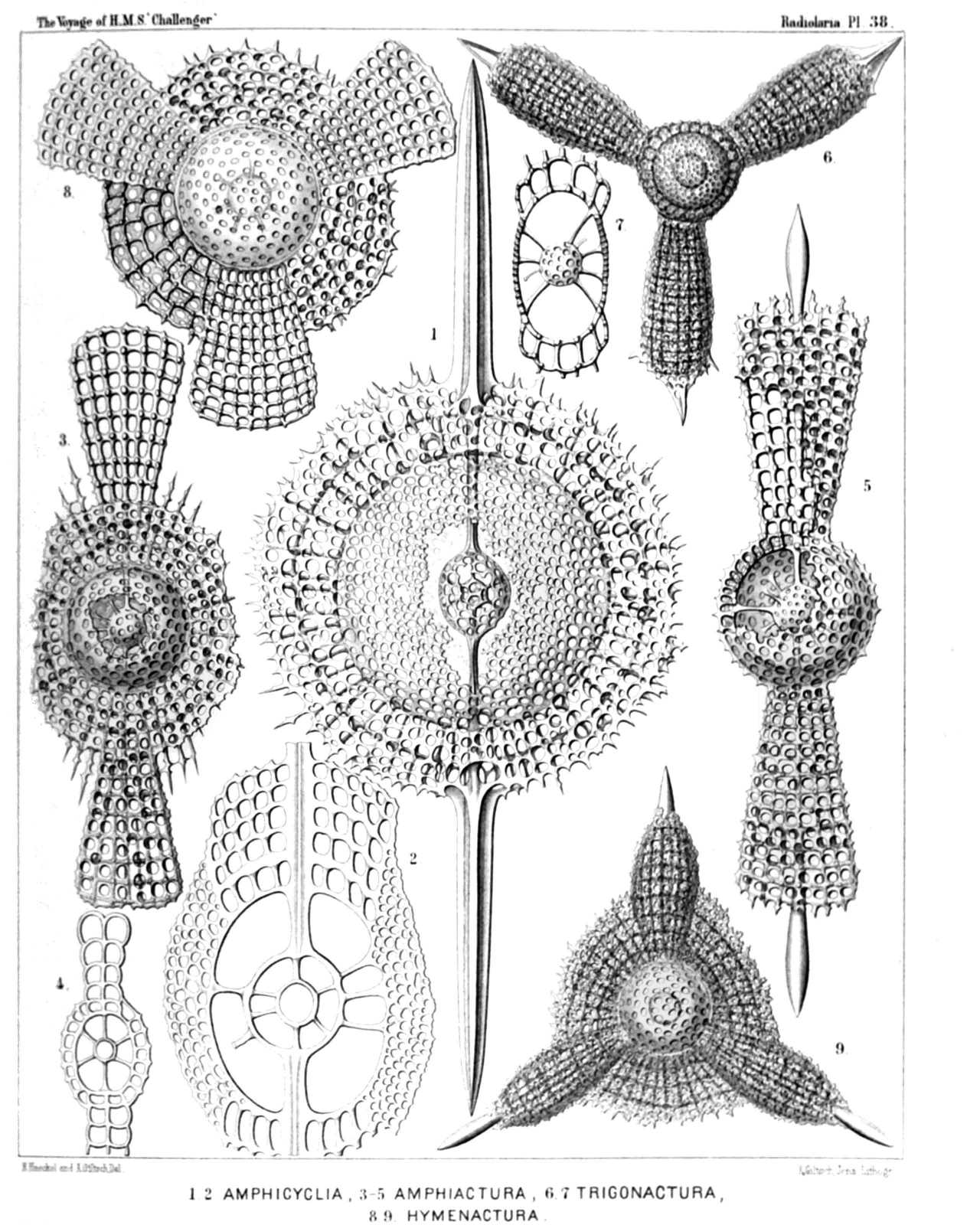 Plate 38.