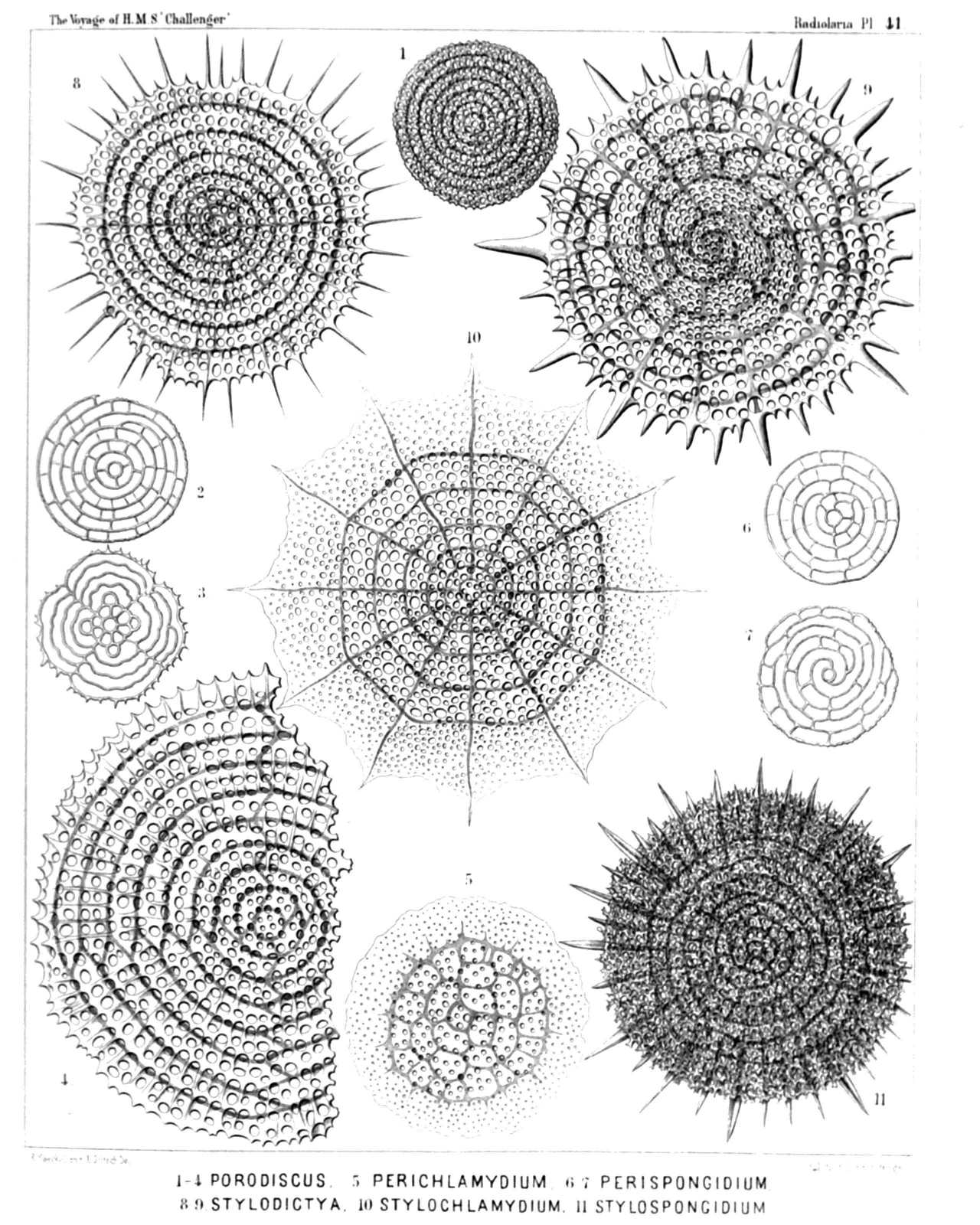Plate 41.