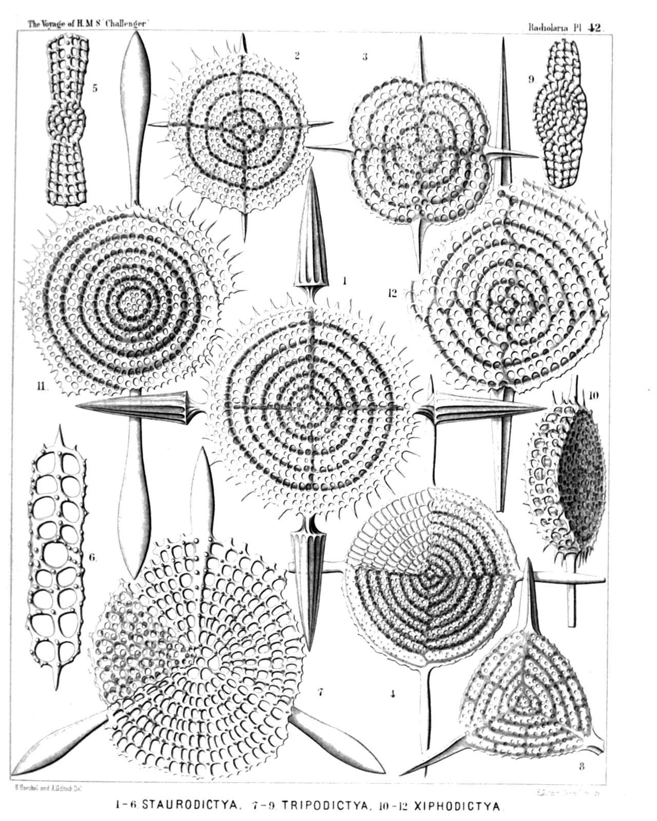 Plate 42.