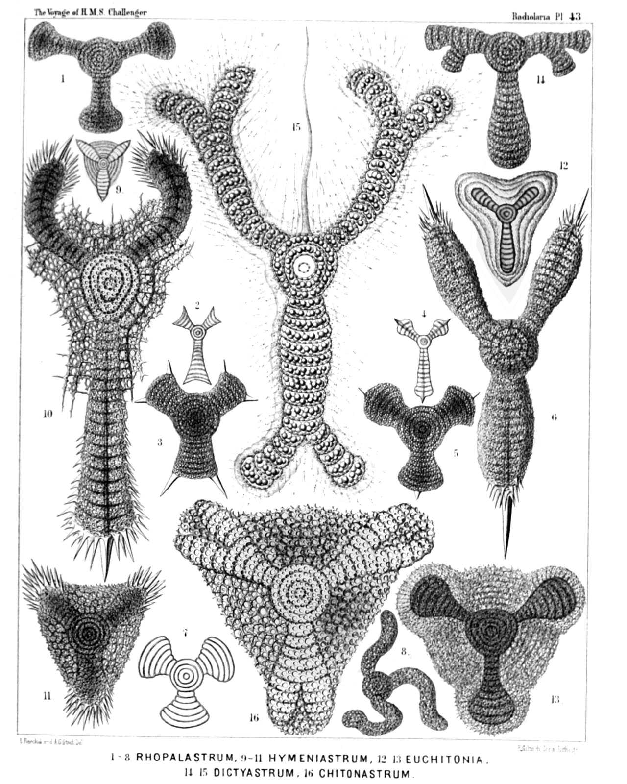 Plate 43.