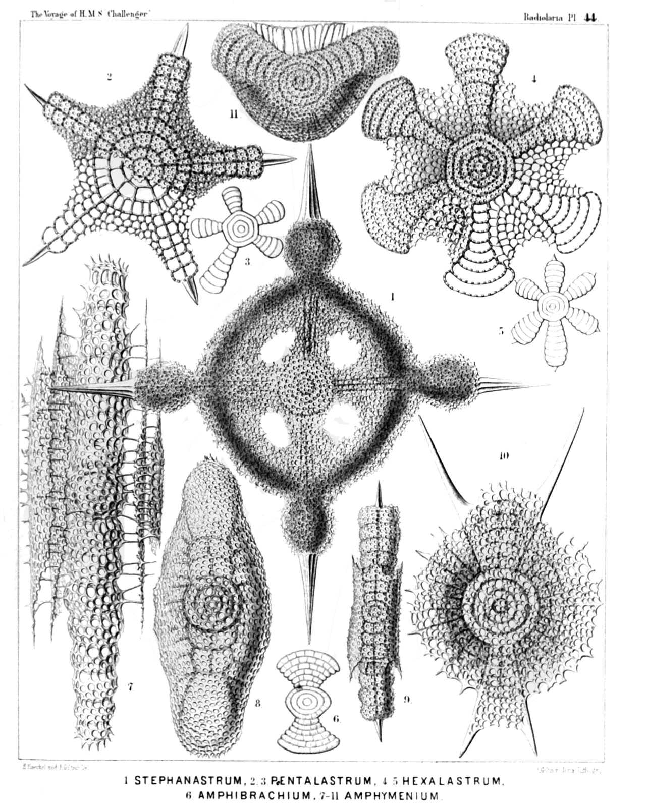 Plate 44.
