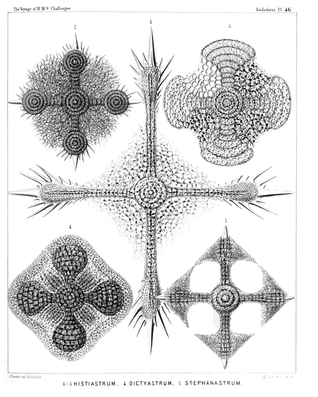 Plate 46.