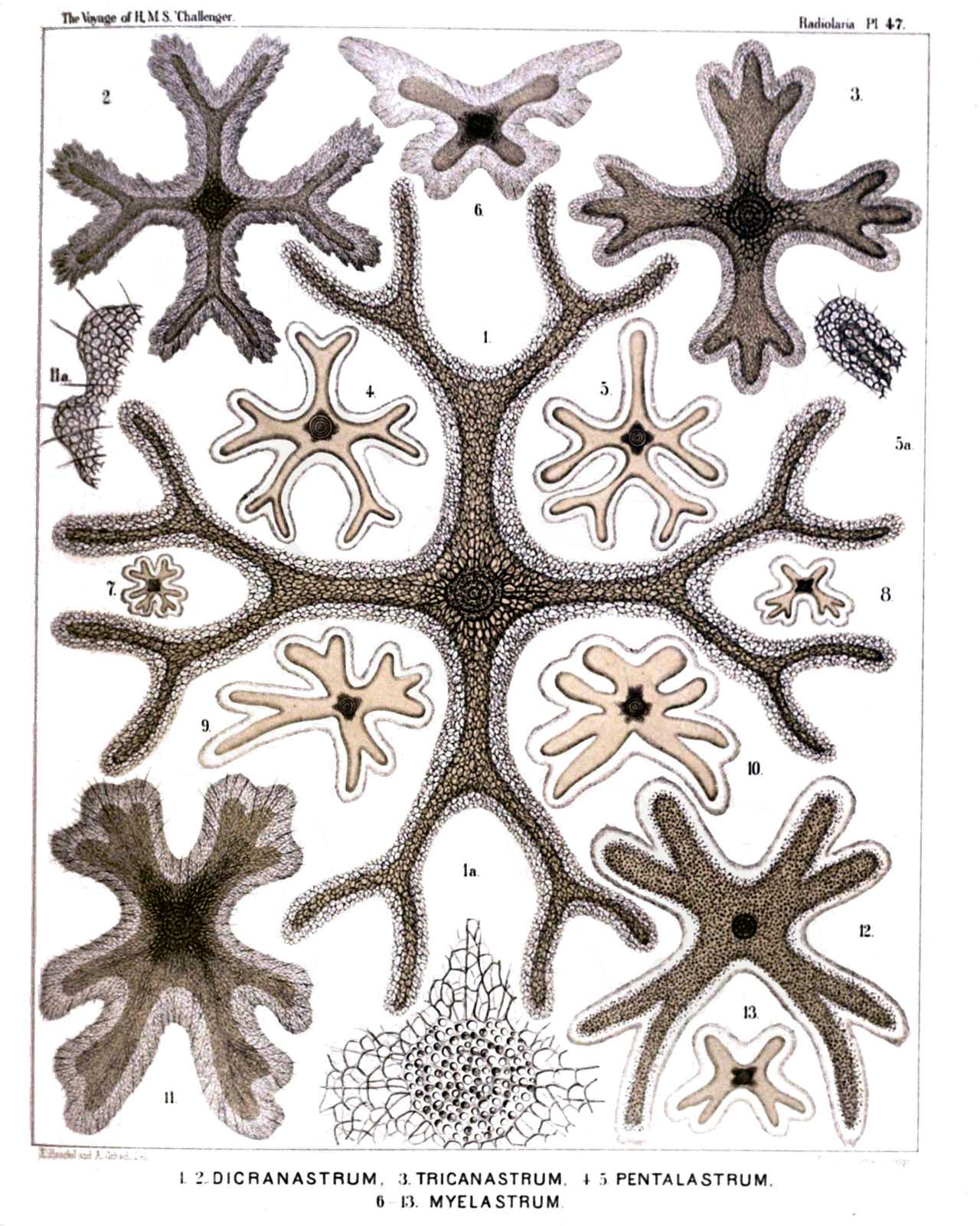 Plate 47.