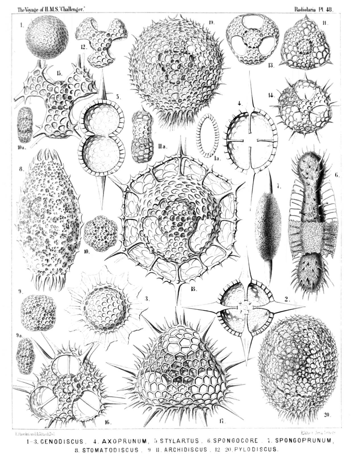 Plate 48.