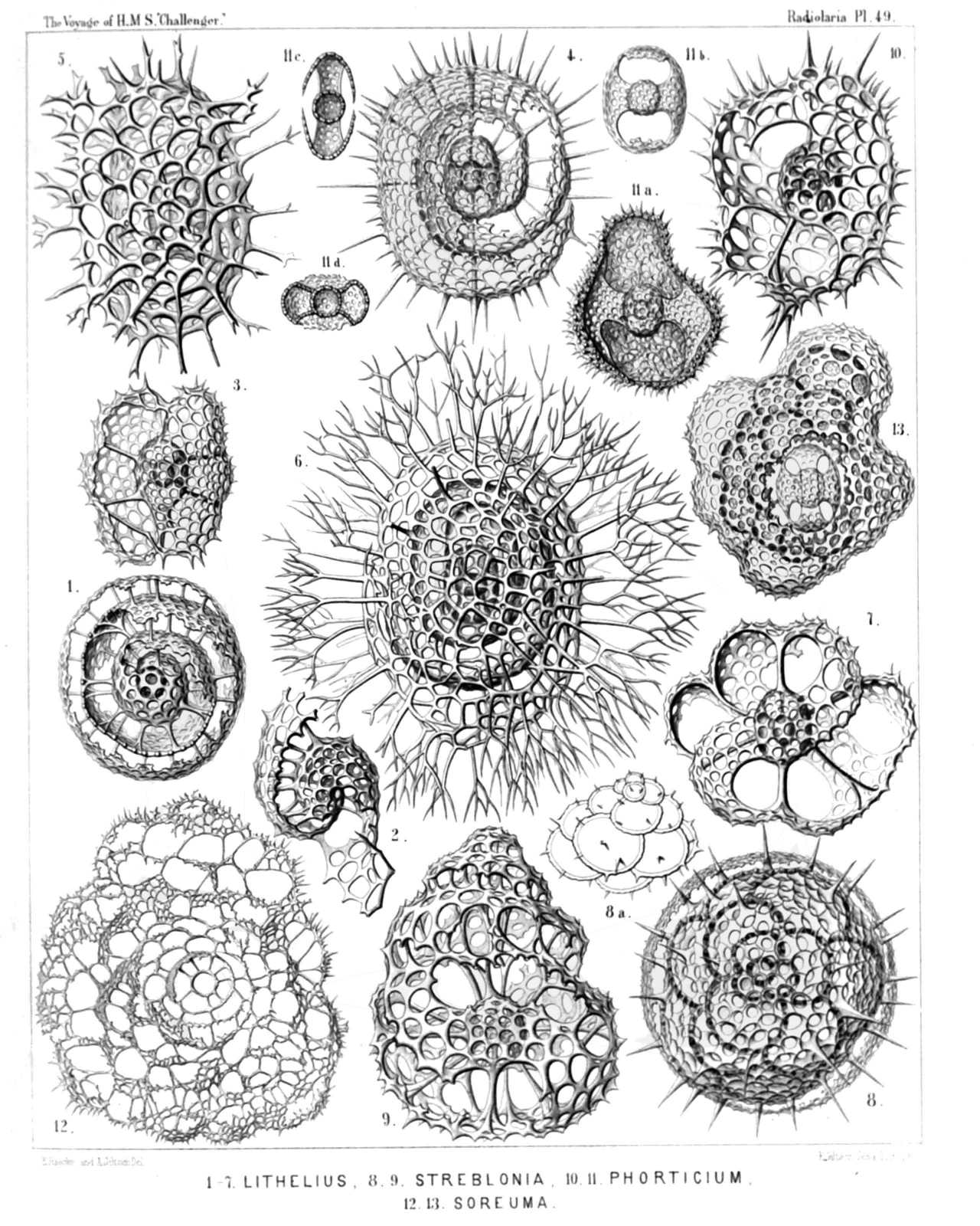 Plate 49.