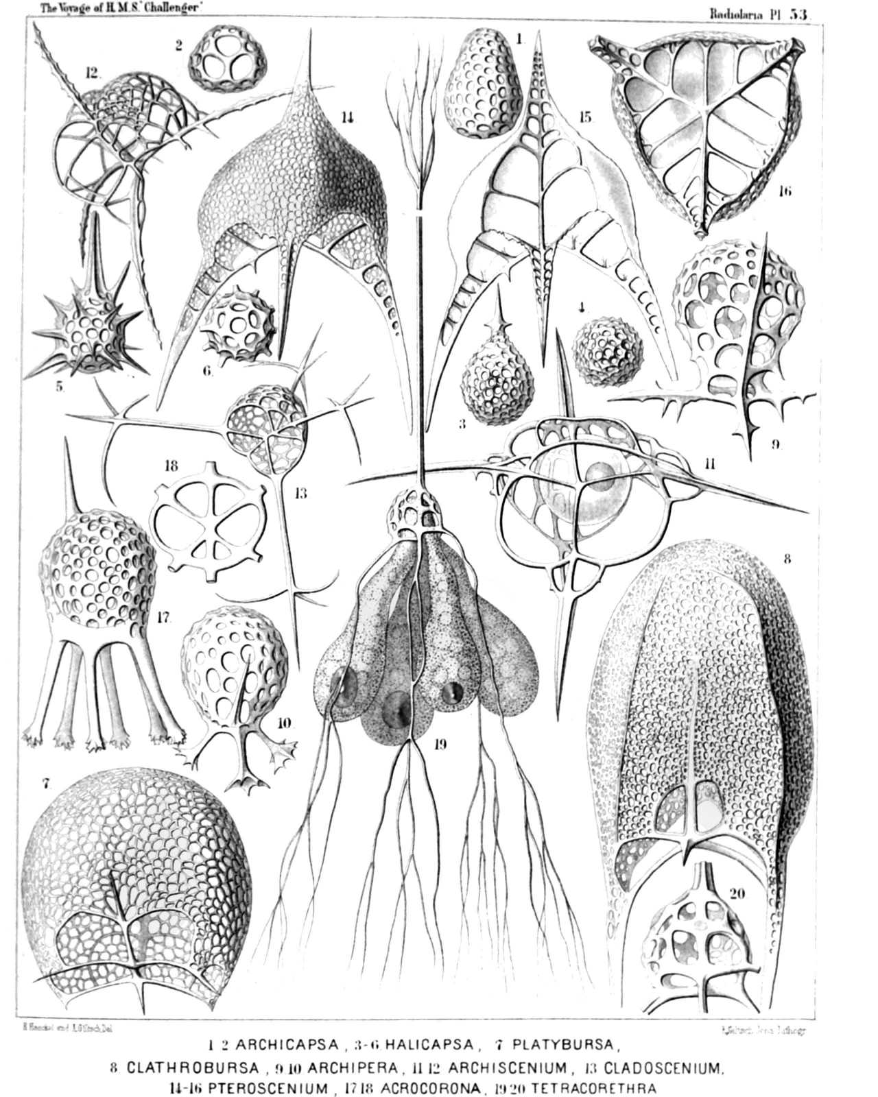 Plate 53.