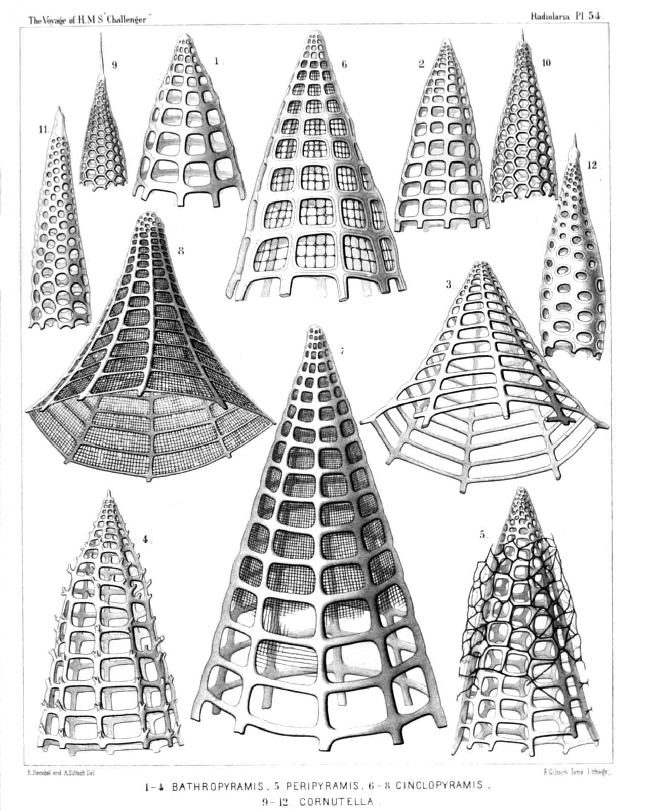 Plate 54.