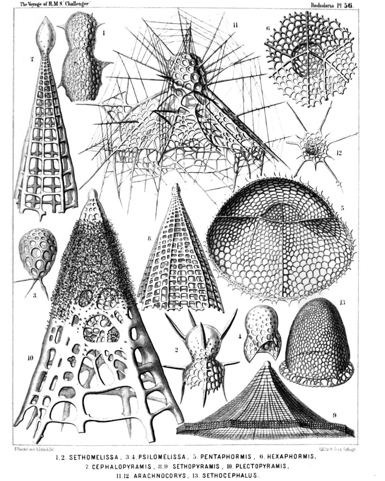 Plate 56.