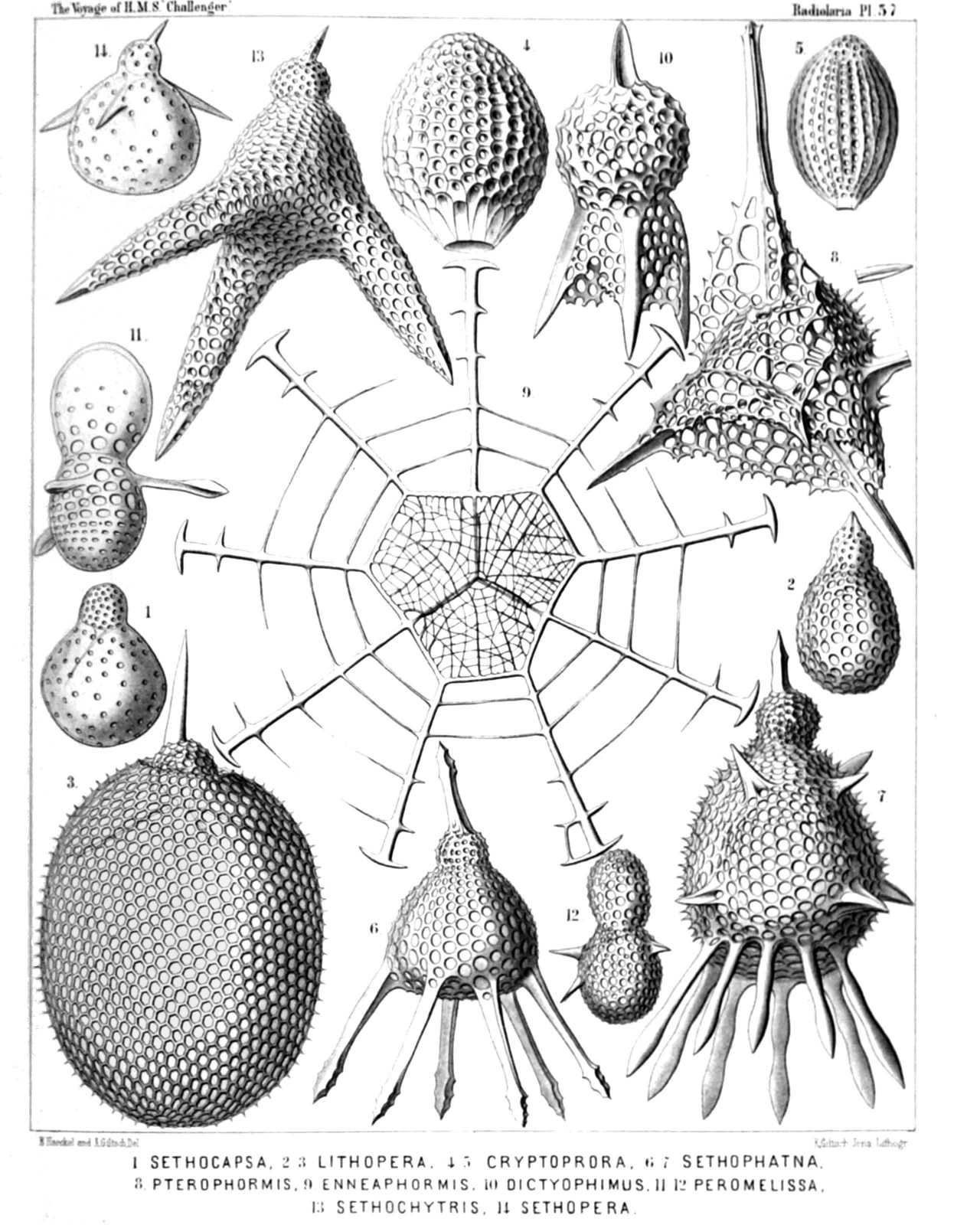 Plate 57.